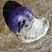 photo of Violet Sea Snail (Janthina janthina)