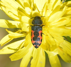 Acmaeodera ottomana