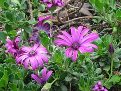 Dimorphotheca fruticosa