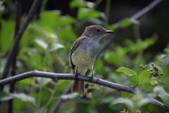 Myiarchus magnirostris