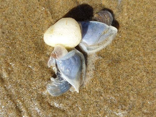 photo of Buoy Barnacle (Dosima fascicularis)