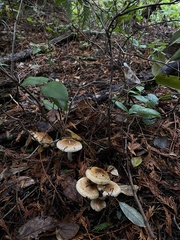Russula adusta