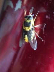 Scaptia pulchra