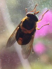 Scaptia pulchra