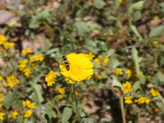 Trichodes peninsularis