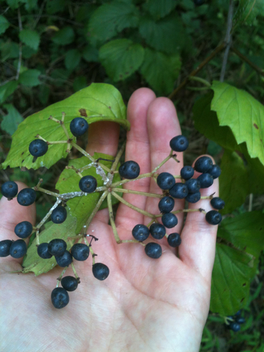 viburnum recognitum