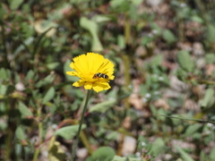 Trichodes peninsularis