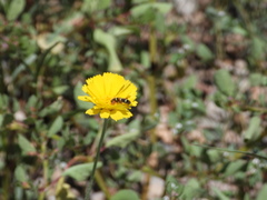 Trichodes peninsularis