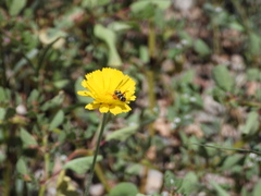 Trichodes peninsularis