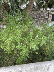 Vitex trifolia