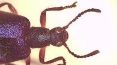 Lagria australis