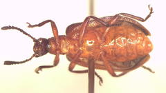 Lagria australis