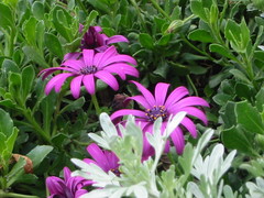 Dimorphotheca fruticosa