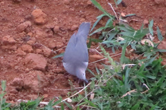 Leptotila plumbeiceps