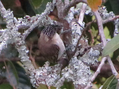 Picumnus granadensis