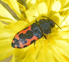 Acmaeodera ottomana