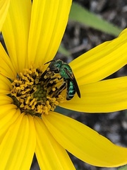 Agapostemon splendens