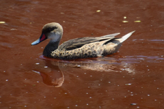 Anas bahamensis galapagensis
