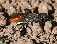 Prionyx thomae