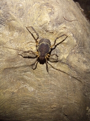 Erginulus subserialis