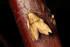 Chalastra pellurgata