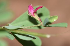 Lotus cruentus