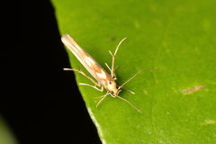 Stathmopoda caminora