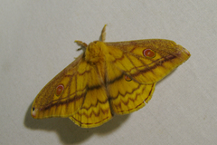 Opodiphthera rhythmica