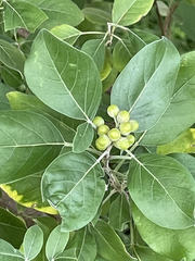 Vitex trifolia