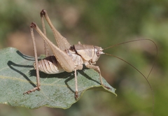 Pediodectes haldemanii