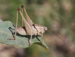 Pediodectes haldemanii
