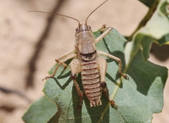 Pediodectes haldemanii