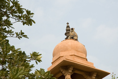 Semnopithecus entellus