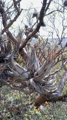Tillandsia circinnatioides