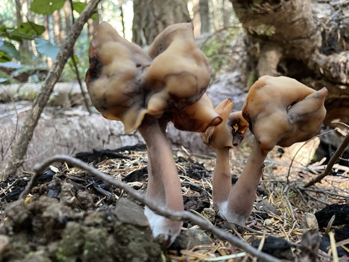 Saddle-shaped False Morel