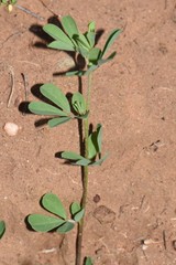 Lotus cruentus