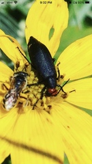 Epicauta atrata