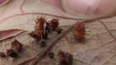 Andricus tubifaciens