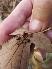 Andricus tubifaciens