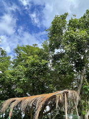 Melicoccus oliviformis