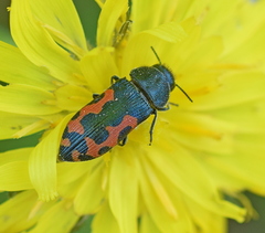 Acmaeodera ottomana