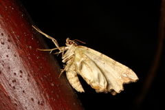 Chalastra pellurgata