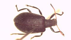 Lagria queenslandica