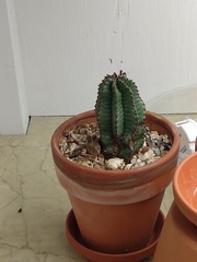 Euphorbia anoplia