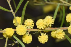 Acacia aspera