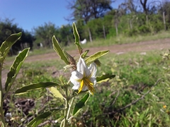 Solanum juvenale