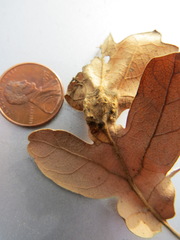 Neuroterus washingtonensis