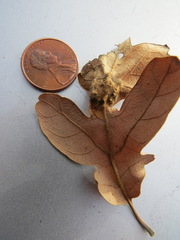 Neuroterus washingtonensis
