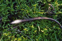 Dipodomys californicus