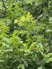 Melicoccus oliviformis